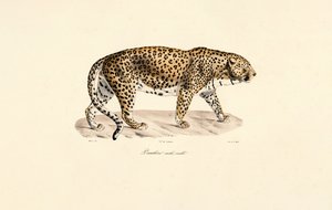 Leopardhanne av Jacques Christophe Werner