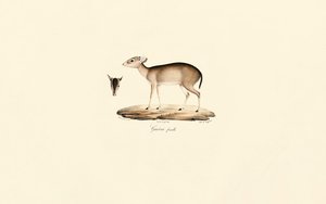 Maxwells dykare (Guéréi-dykare, hona) av Jacques Christophe Werner