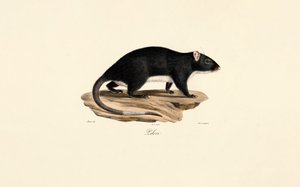 Bisamråtta av Jacques Christophe Werner