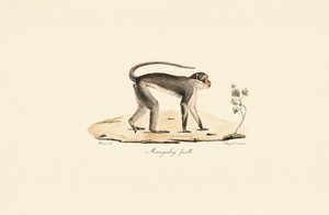  av Jacques Christophe Werner