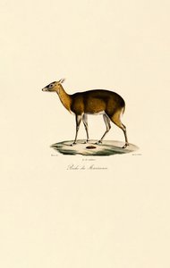 Filippinsk fläckig hjort (Visayan Spotted Deer) av Jacques Christophe Werner