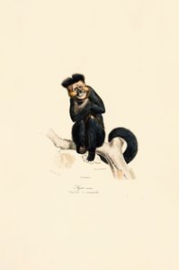 Kileated Gibbon av Jacques Christophe Werner