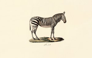 Plains Zebra, hona av Jacques Christophe Werner
