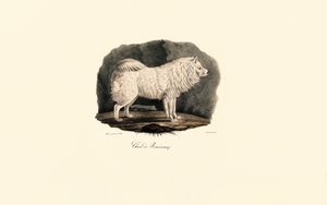 Pomeranian av Jacques Christophe Werner