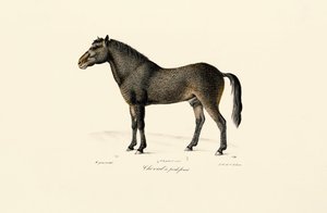 Przewalskis häst av Jacques Christophe Werner
