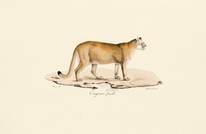 Puma, kvinna av Jacques Christophe Werner