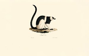 Ruffad lemur av Jacques Christophe Werner