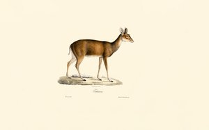 Sitatunga (Tachazan) av Jacques Christophe Werner