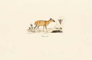 Sydamerikanska hjortarter av Jacques Christophe Werner