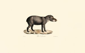 Sydamerikansk tapir av Jacques Christophe Werner