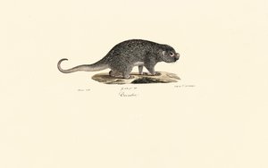 Spiny Rat av Jacques Christophe Werner