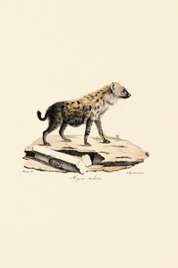 Fläckig hyena av Jacques Christophe Werner