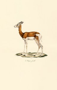 Springbok (kvinna) av Jacques Christophe Werner
