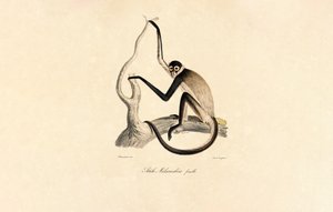 Spindelapa med vit buk (hona) av Jacques Christophe Werner