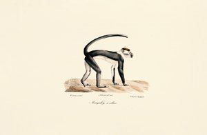 Mangabey med vit krage (Cercocebus torquatus) av Jacques Christophe Werner