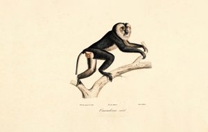Mangabey med vit krage (hane) av Jacques Christophe Werner
