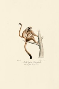 Vitkronad Mangabey med unge av Jacques Christophe Werner