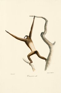 Vithandad gibbon (Hylobates lar) av Jacques Christophe Werner