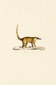 Vitnosad Coati (hane) av Jacques Christophe Werner