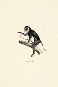 Vitskuldrad marmoset (hona)