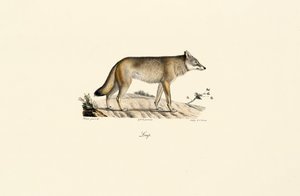 Varg (Canis lupus) av Jacques Christophe Werner