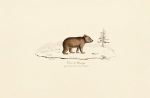 Ung brunbjörn från Norge av Jacques Christophe Werner