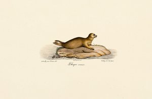 Ung hamnsäl av Jacques Christophe Werner