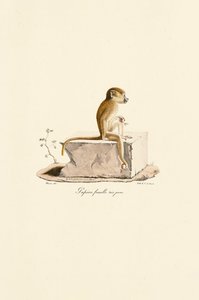 Ung guineababian, hona av Jacques Christophe Werner