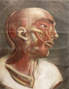 Anatomical Head, från "Myology complete in color and natural size", 1746