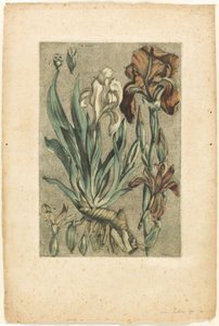 Iris Florentina, från Collection des plantes usuelles, curieuses, et étrangères av Jacques Fabien Gautier d