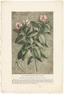 The Periwinkle of Java, från Collection of Usual, Curious, and Foreign Plants (samling av vanliga, märkliga och utländska växter)