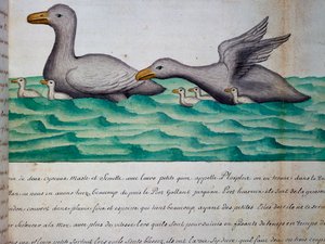 Ankor som heter Ploplos, Magellansundet, akvarell från loggbok av Jacques Gouin de Beauchesne (1652-1730), kapten på Compagnie royale de la Mer du Sud, från 1698 till 1701, Frankrike