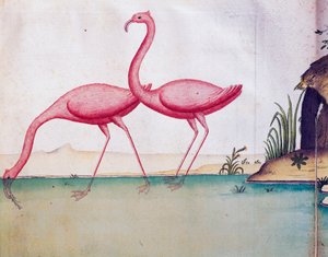 Rosa flamingos, Galapagosöarna, akvarell från loggbok av Jacques Gouin de Beauchesne (1652-1730), kapten på Compagnie royale de la Mer du Sud, från 1698 till 1701, Frankrike