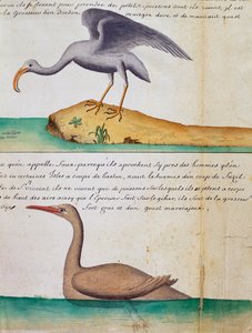 Okänd fågel och fågel som heter Foux (Booby), ön Sao Vicente, Kap Verde, akvarell från loggbok av Jacques Gouin de Beauchesne (1652-1730), kapten på Compagnie royale de la Mer du Sud, från 1698 till 1701, Frankrike