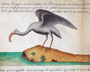 White Ibis (Eudocimus albus), Sao Vicente Island, Cape Verde, akvarell från timmerboken av Jacques Gouin de Beauchesne (1652-1730), kapten för södra havsföretaget, från 1698 till 1701, Frankrike