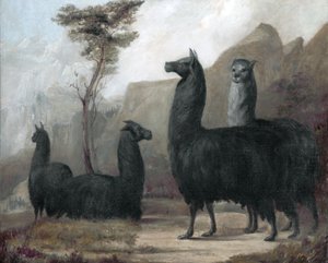 Alpackor av Jacques Laurent Agasse