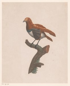 Fågel på en gren av Jacques Louis Perée