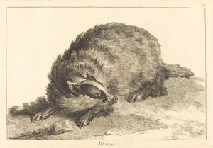 Blereau (grävling)