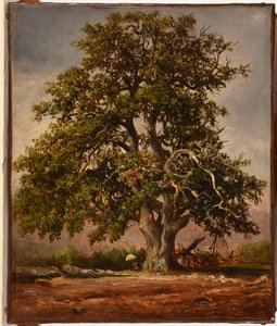 Le Vieux chêne av Jacques Raymond Brascassat