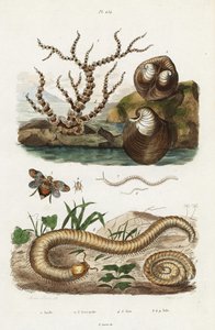 Bambukorall, oxhjärtmussla och planthoppare.