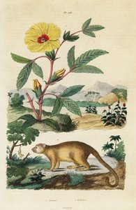 Kinkajou och Roselle.