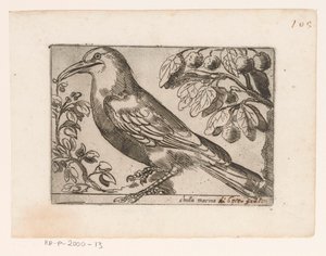 Vogel Chuta marina (titel på objekt) Vogels (serietitel) av Jacques de Fornazeris (possibly)