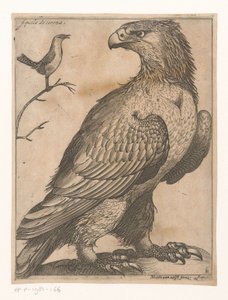 Örn Aquila de Corona (titel på objekt) Nine Birds (serietitel)
