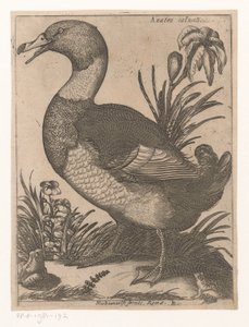 A D Anatra Saluatica (titel på objekt) Nine Birds (serietitel)