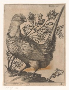 Fasan Fagiano (titel på objekt) Nine Birds (serietitel)