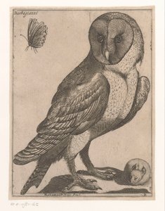 kattuggla Barbagianni (titel på objekt) Nine Birds (serietitel)