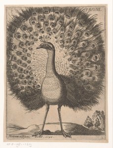 Påfågel Pavone (titel på objekt) Nine Birds (serietitel)