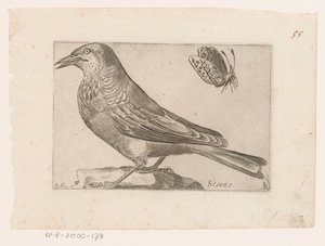 Stare (Sturnus vulgaris) Annullering (titel på objekt) Fåglar (serietitel)