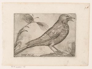 Stare (Sturnus vulgaris) Storno (titel på objekt) Fåglar (serietitel)