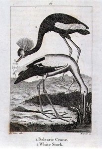 Balearic Crane and White Stork, från "History of the Earth and Animated Nature", av Oliver Goldsmith, publicerad i London av Jacques de Seve
